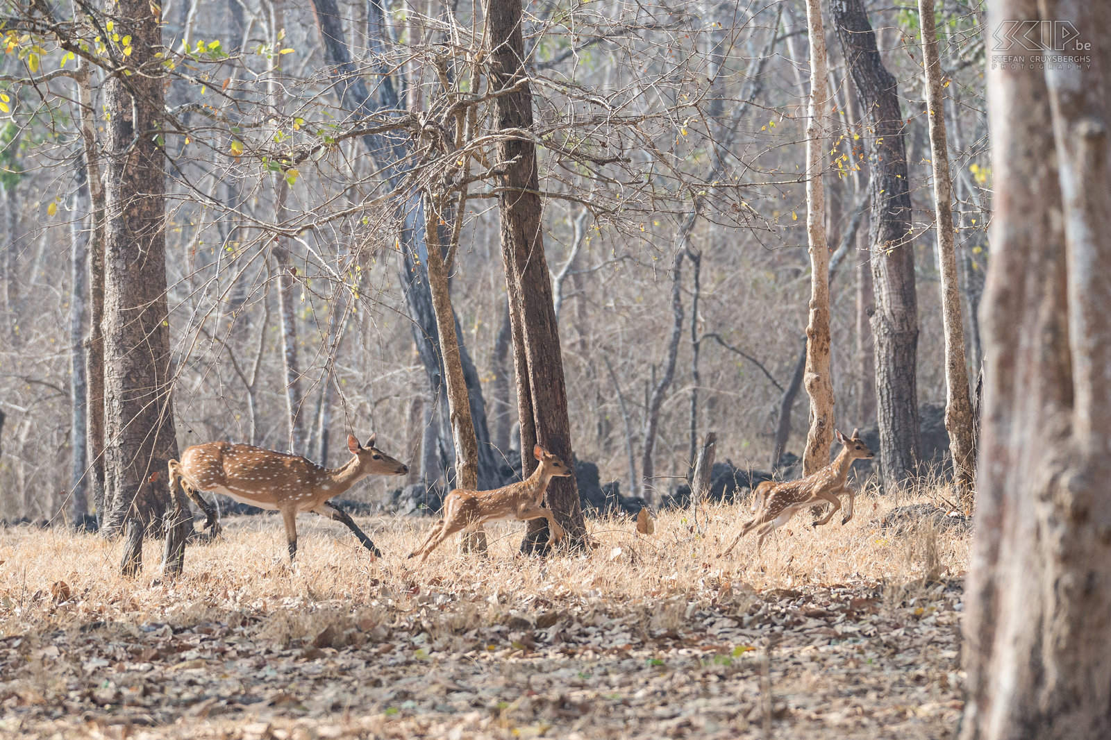 Kabini - Spotted deers The spotted deer (Axis deer, Chital, Axis axis) forms matriarchal herds with one adult female and her offspring and many other individuals, male and female.   Stefan Cruysberghs